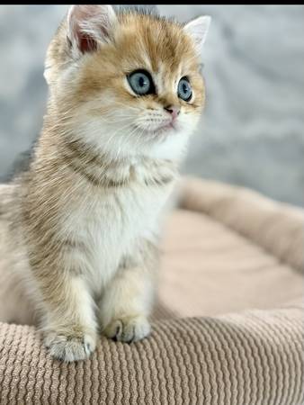 Kittens  4  left (Tacoma)63874560760323124