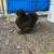 Silkies 1 thumbnail