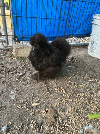 Silkies 1