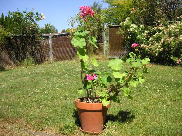 Clay flower pot with Geranium. 1