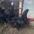 Chicken 2 thumbnail