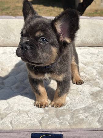 Cachorro de bulldog francés mullido (macho)