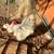 Silkie Rooster 2 thumbnail