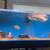 Silver Arowana 2 thumbnail