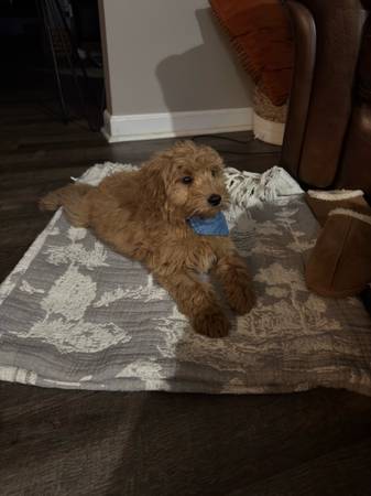 M goldendoddle 1