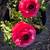Ranunculus plants 2 thumbnail