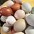 Cream leg bar, Black Copper Maran, wellsummer laying hens 12 thumbnail