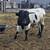 Nice Registered Longhorn bull 1 thumbnail