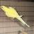 Ringnecks 1 thumbnail