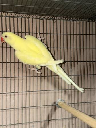 Ringnecks 1