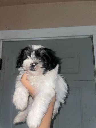 En adopcion 1