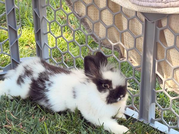 Lion head bunny 1