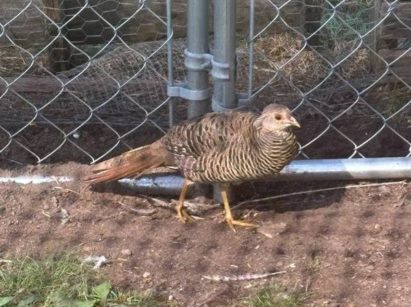 GOLDEN PHEASANT 1
