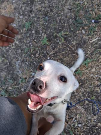Jack Russell disponible para ser adoptado (Killeen)