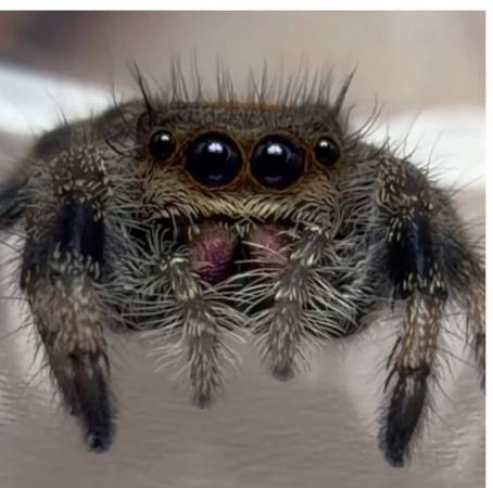 Juvenile regal jumping spider (Fremont)
