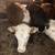 Feeder cattle 7 thumbnail