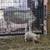 Mini piglets 4 thumbnail