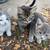 Cute Friendly Kittens 3 thumbnail