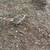 Pheasants 1 thumbnail
