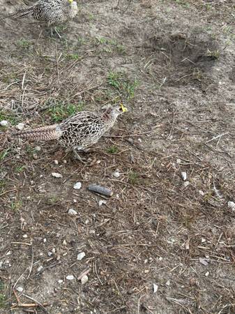 Pheasants 1