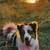 Rehoming Australia shepherd 1 thumbnail
