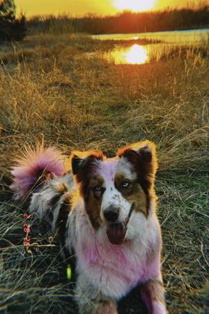 Rehoming Australia shepherd 1