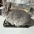 Netherland dwarf 7 thumbnail