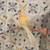 Bourke Grasskeet Parakeets 1 thumbnail