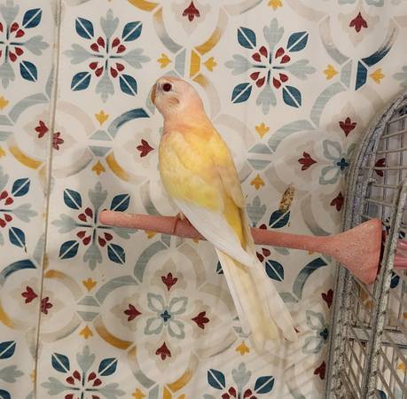 Bourke Grasskeet Parakeets 1