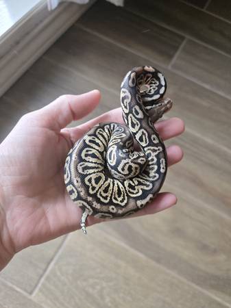 SN BP Pastel het Clown 1