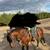 Azteca horse 1 thumbnail