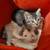 Tabby kitten 3 thumbnail
