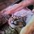 CAT SITTER WANTED 6 thumbnail