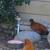 Chickens 3 pullets 6 thumbnail