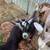 Nigerian Dwarf Buckling 3 thumbnail