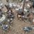 Various pullets 2 thumbnail