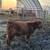 Highland Heifer 4 thumbnail