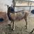 Alpine Doe & Wether 5 thumbnail