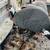 Guinea keets 1 thumbnail