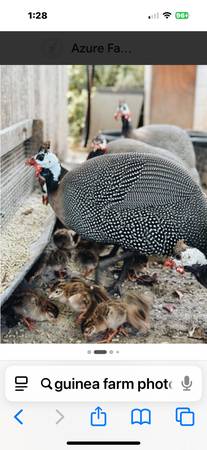 Guinea keets 1