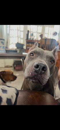 Pit (Hollywood)
