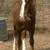 Gypsy vanner colt 1 thumbnail