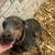 Sweet Grey Doberman 1 thumbnail