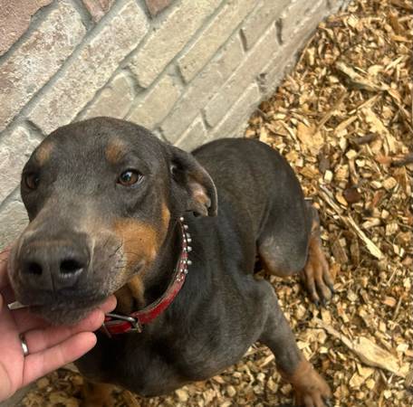 Sweet Grey Doberman 1