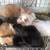 Lionheads n fuzzy Lops 10 thumbnail