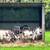 Muni donkeys 3 thumbnail