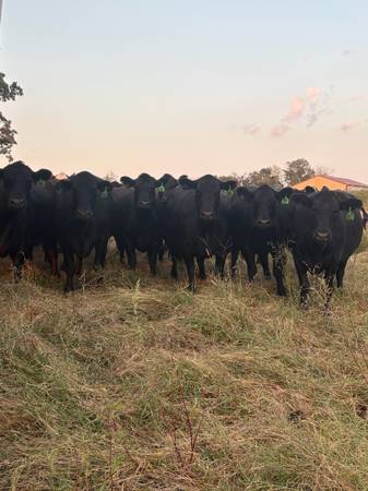 Bred Cows 1