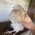 Corturnix Quails 4 thumbnail