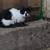 Kittens 1 thumbnail