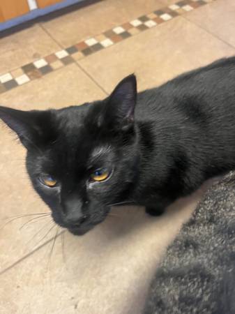 Fixed TNR cats - Friendly (Malaga)63761992515715120